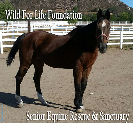 WFLF Senior Equine Rescue
